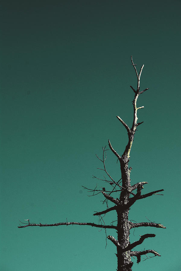 Persistent Survival - Landscape Photography - Nature Photograph