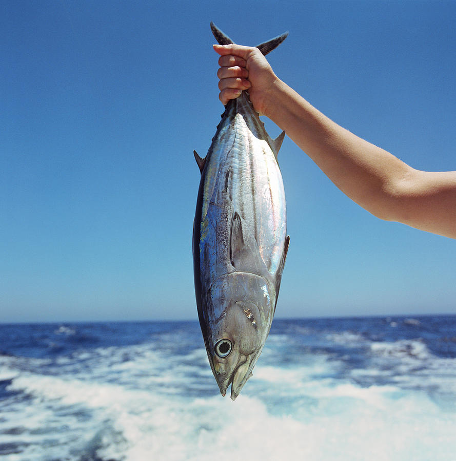 Person holding bonito by sea, close-up Photograph by Paul Taylor
