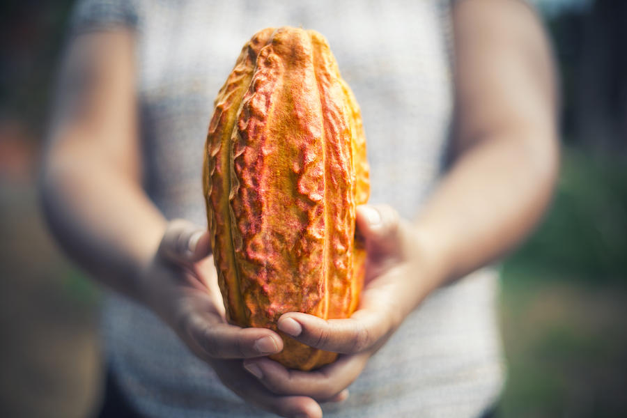 Person holding Cacao bean pod Photograph by Moazzam Ali Brohi
