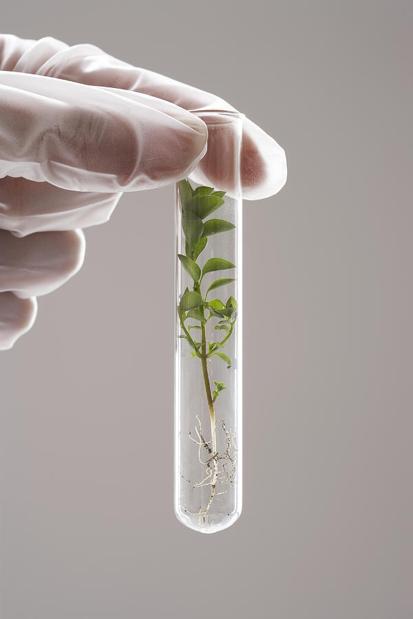 Person holding test tube with seedling inside, close-up of hand Photograph by Martin Poole