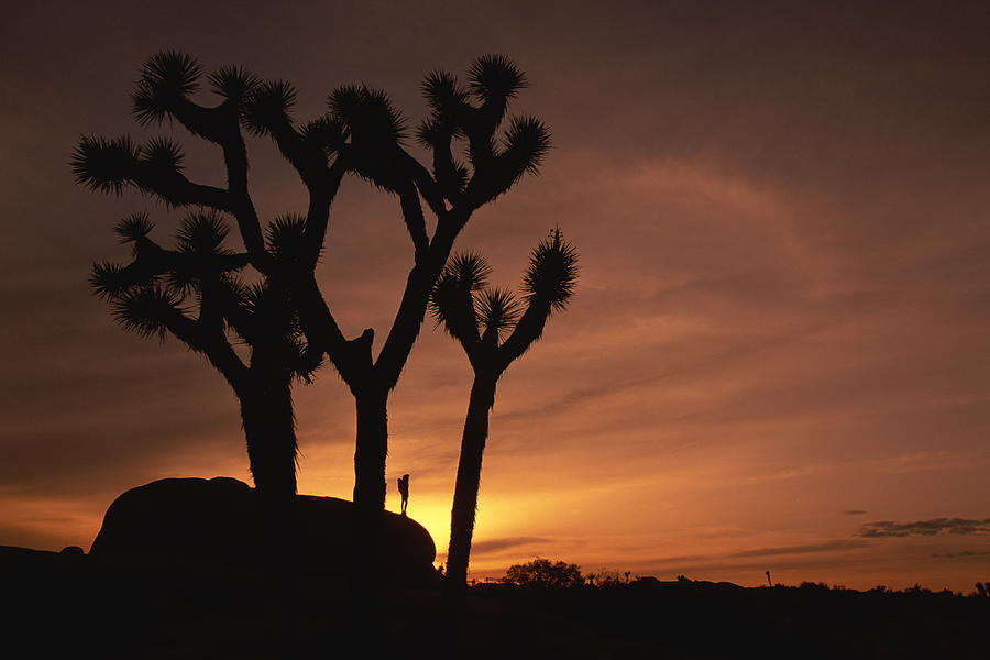 Person on rock formation and joshua trees Photograph by Comstock Images