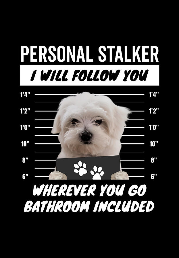 Personal Stalker Dog Maltese Poster nostalgia Painting by Harris Davies ...