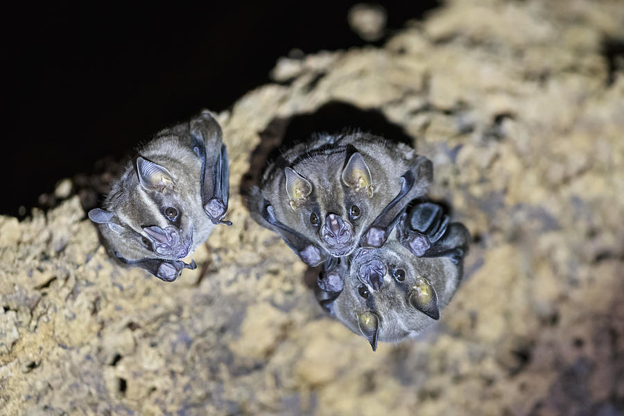 Peru, Manu National Park, Vampire bats Photograph by Westend61