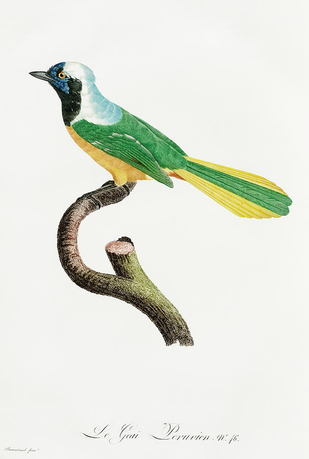 Peruvian Jay -   Vintage Bird Illustration - Birds Of Paradise - Jacques Barraband - Ornithology Digital Art by Studio Grafiikka