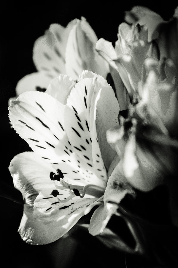 Peruvian Lilies, Black and White  Photograph by W Craig Photography