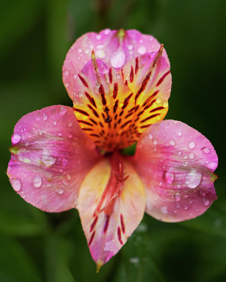 Lily Photograph - Peruvian Lillie in the rain by Warwick Lowe