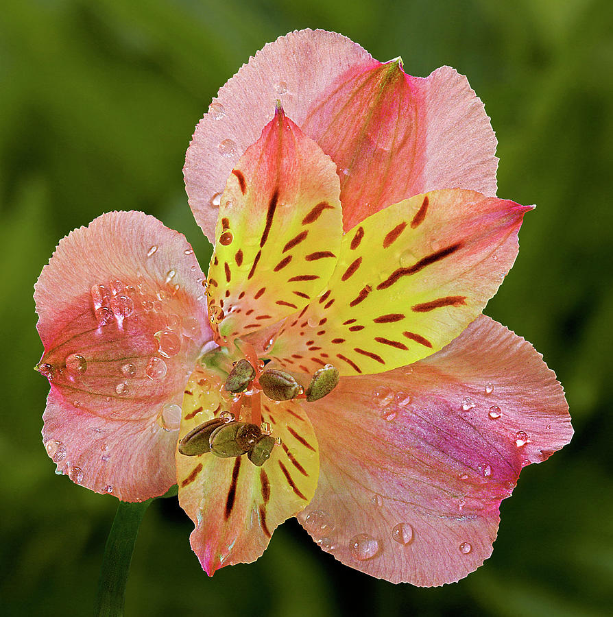 Summer Photograph - Peruvian Lily Flower by Susan Candelario