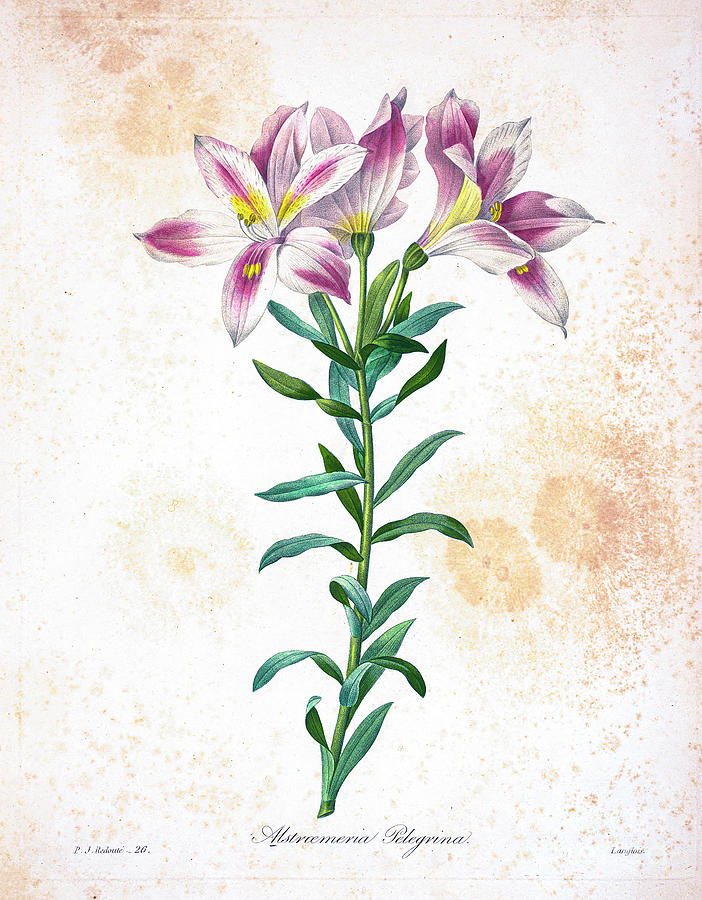 Peruvian lily illustration 1827 r1 Drawing by Botany Fine Art America