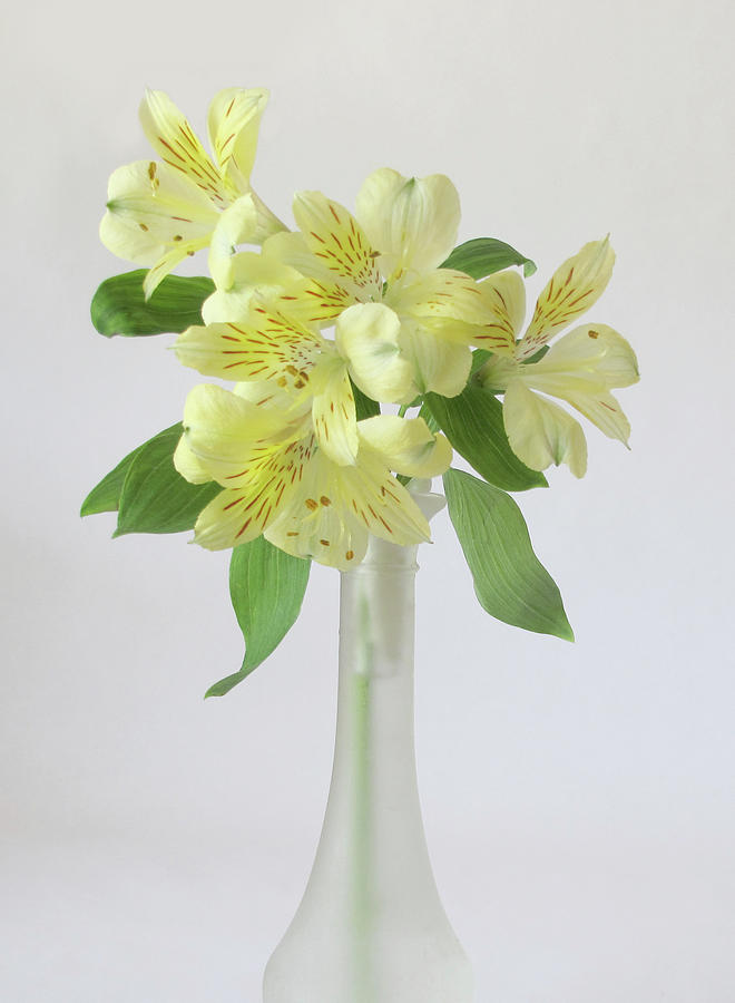 Peruvian Lily in Vase Photograph by David and Carol Kelly
