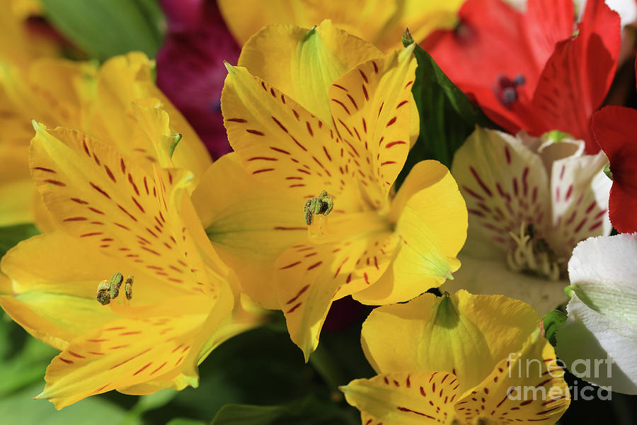 Peruvian Lily Perfection Photograph by Rachel Cohen