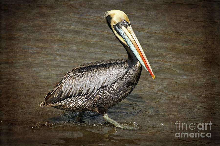 Peruvian Pelican Photograph by Mary Machare