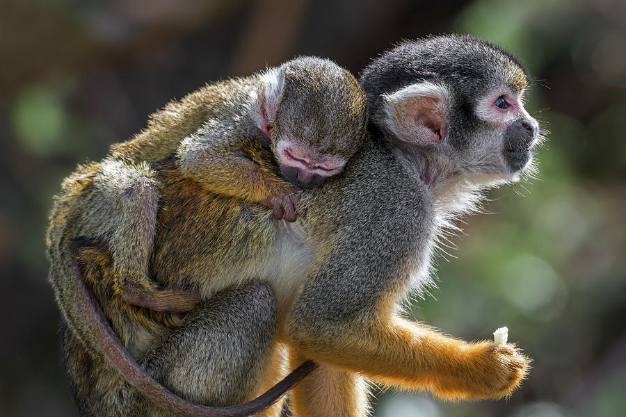 Peruvian Squirrel Monkey with Young Photograph by Arterra Picture Library