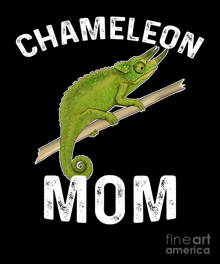 pet chameleon