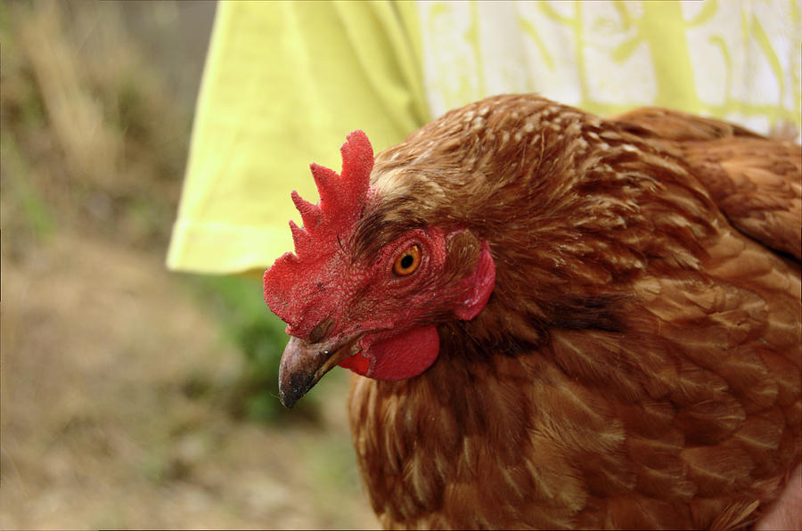 Pet Chicken Photograph