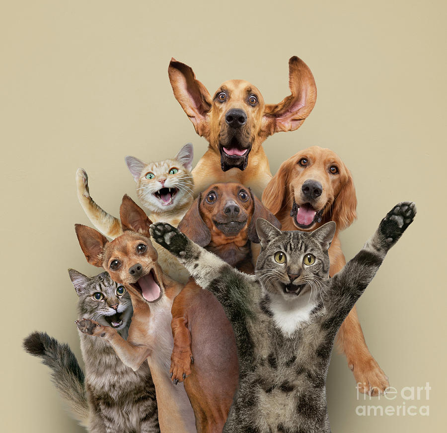 Cat Photograph - Pet Friends by John Lund