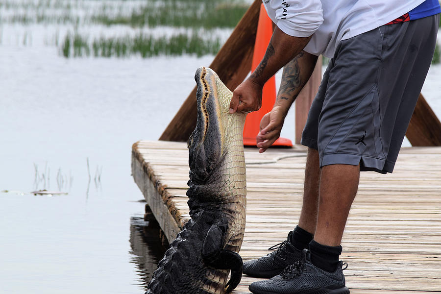 Pet Gator II Photograph by Curtis Boggs - Fine Art America