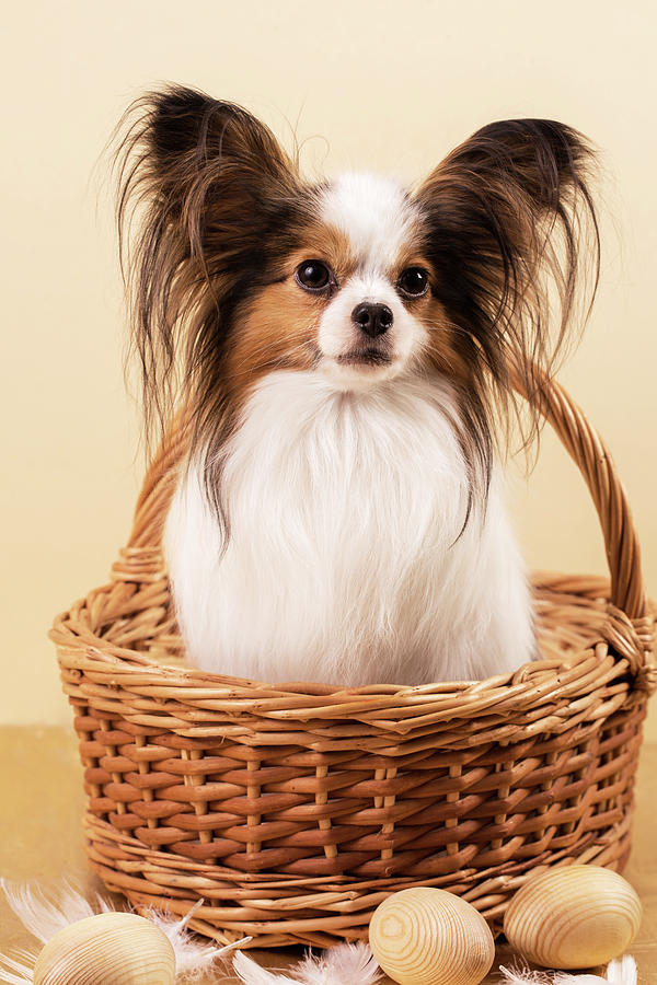 Pet Portrait In A Basket With Eggs Photograph by Iuliia Malivanchuk