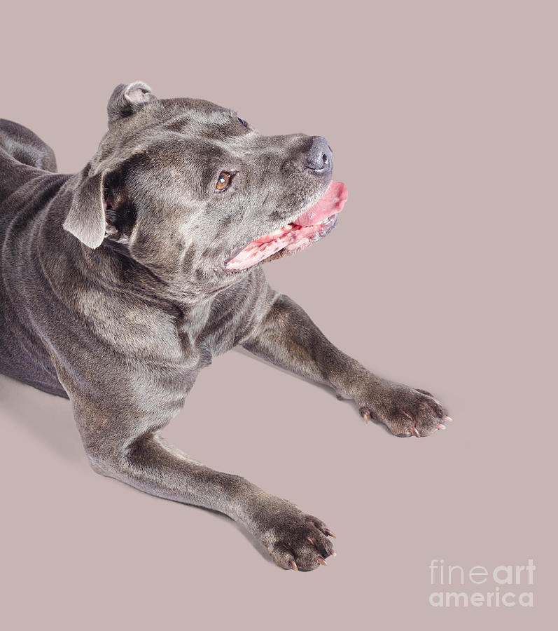 Pet portrait of a Staffie dog Photograph by Jorgo Photography