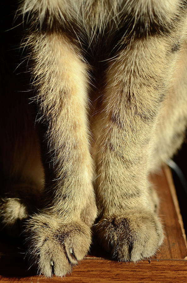 Pet Portrait of Ripple the Cat 3 Photograph by Eric Fine