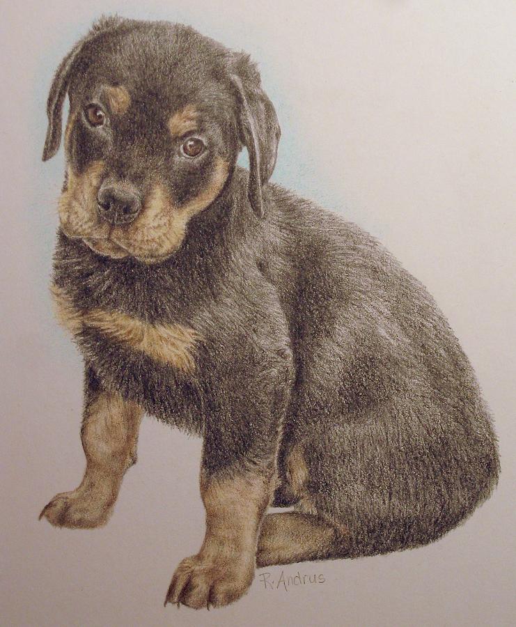 Pet Portrait of Rottweiler puppy Drawing by Rebecca Andrus - Fine Art ...