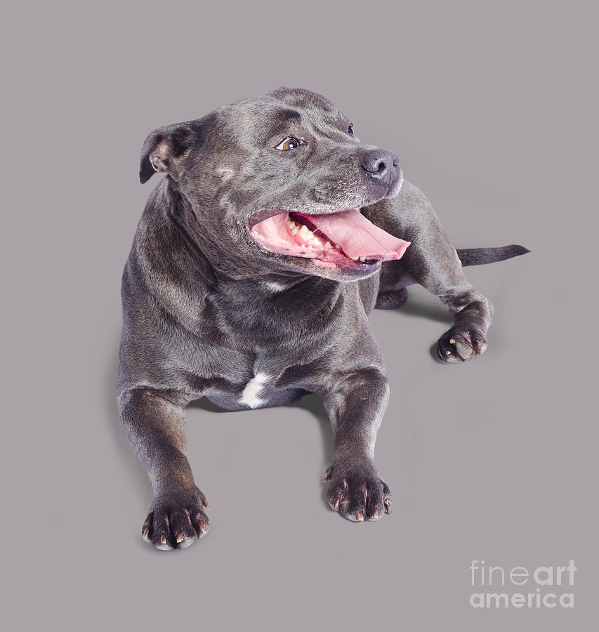 Pet Staffordshire Terrier dog  Photograph by Jorgo Photography