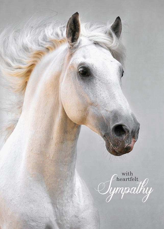 Pet Sympathy Loss of a Horse White Horse Digital Art by Doreen Erhardt