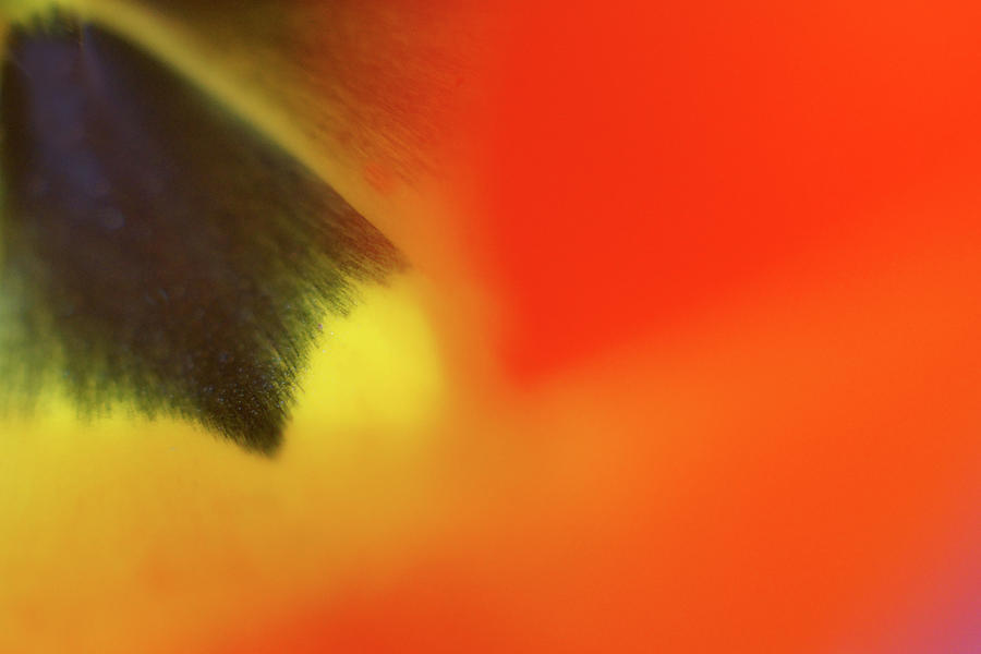 Petal Abstract - Tulip Photograph by Nikolyn McDonald