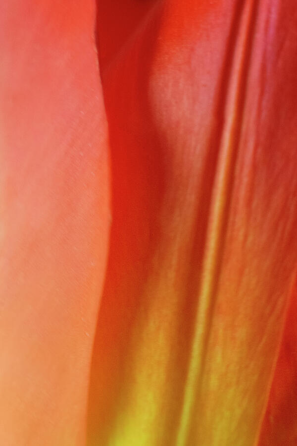 Petal Abstract - Tulip - No 1 Photograph by Nikolyn McDonald