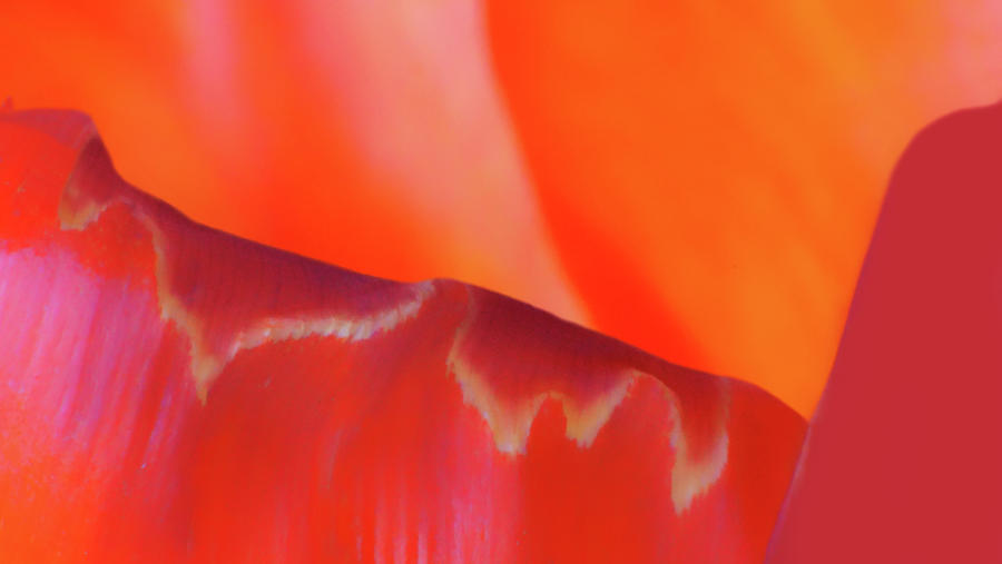 Petal Abstract - Tulip - No 4 Photograph by Nikolyn McDonald