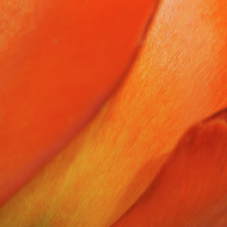 Petal Abstract - Tulip - No 5 Photograph by Nikolyn McDonald