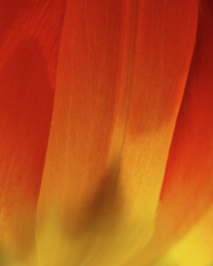 Petal Abstract - Tulip - No 7 Photograph by Nikolyn McDonald