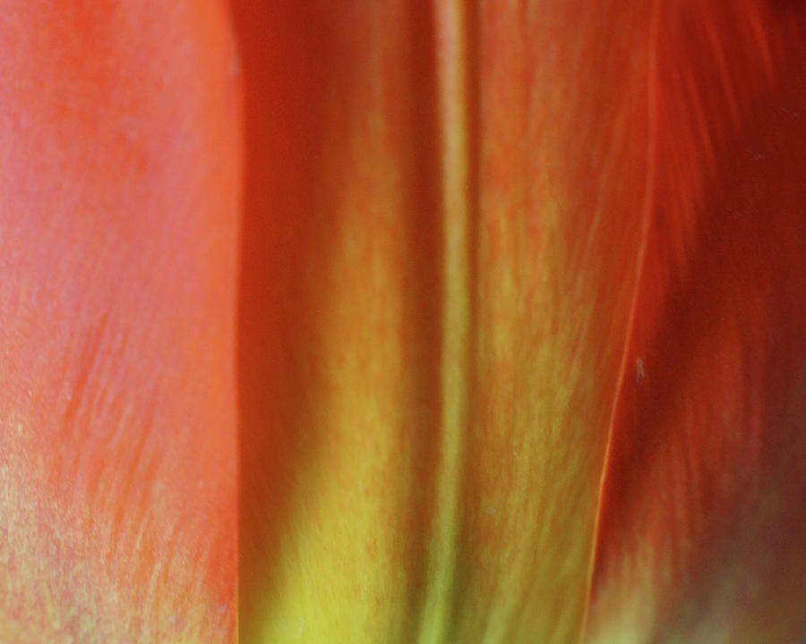 Petal Abstract - Tulip - No 8 Photograph by Nikolyn McDonald
