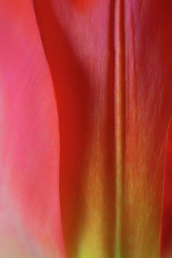Petal Abstract - Tulip - No 9 Photograph by Nikolyn McDonald