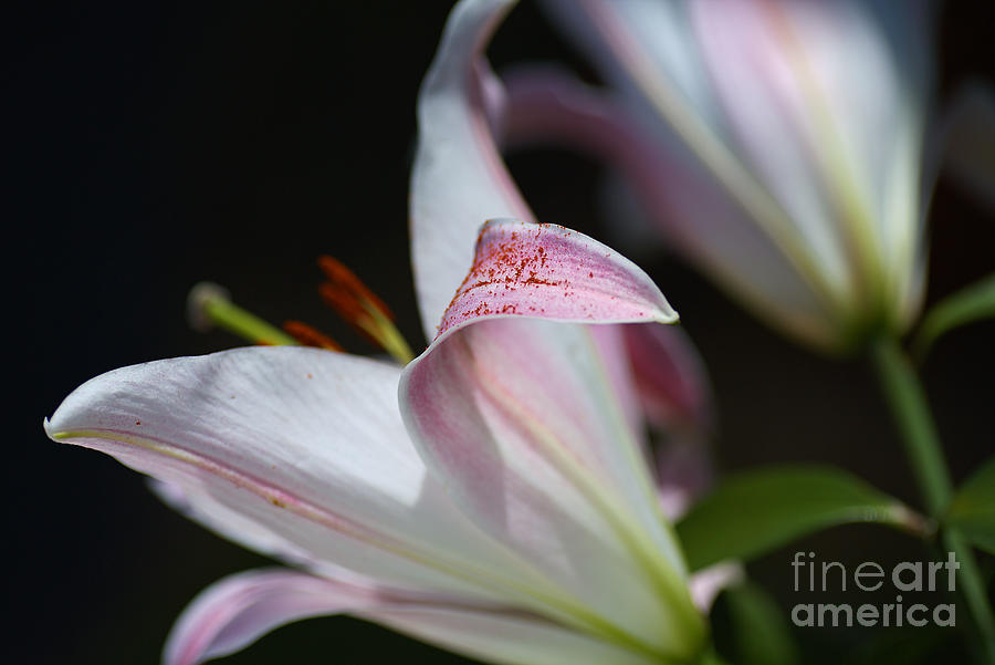 Petal Glimpse Lily Photograph by Joy Watson