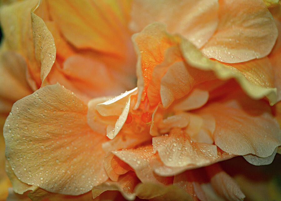 Petal Power. Apricot Hibiscus Photograph by Connie Fox