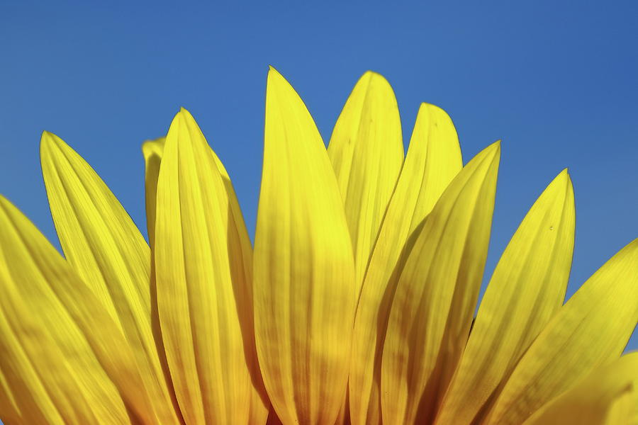 Petal Power Photograph by Lens Art Photography By Larry Trager Petal Power Photograph by Lens Art Photography By Larry Trager