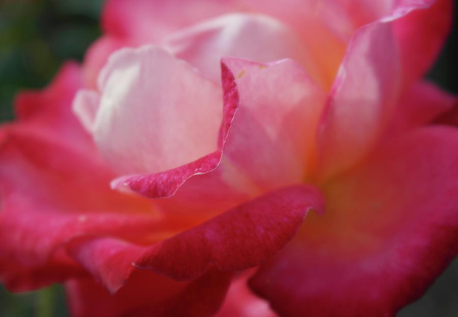 Petal Softly Photograph by Michele Myers