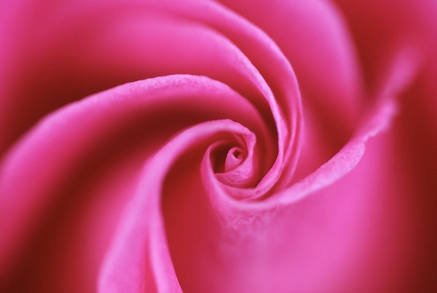 Petal swirl at center of pink rose in soft focus Photograph by Rosemary Calvert