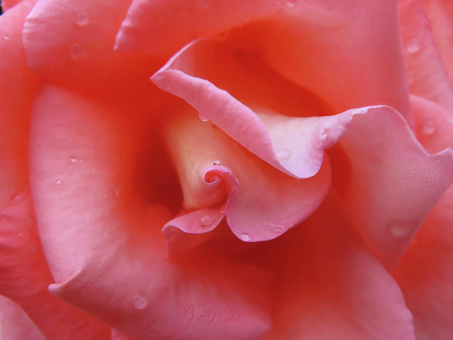 Petaled Perfection Rose - Flowers from the Garden - Nature - Floral Photography Photograph by Brooks Garten Hauschild