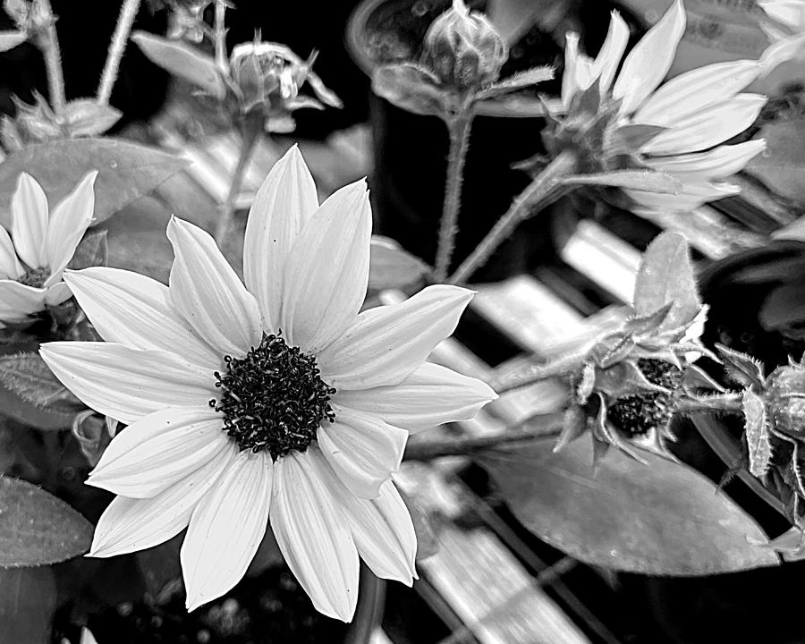 Petals Aglow BW Photograph by Lee Darnell