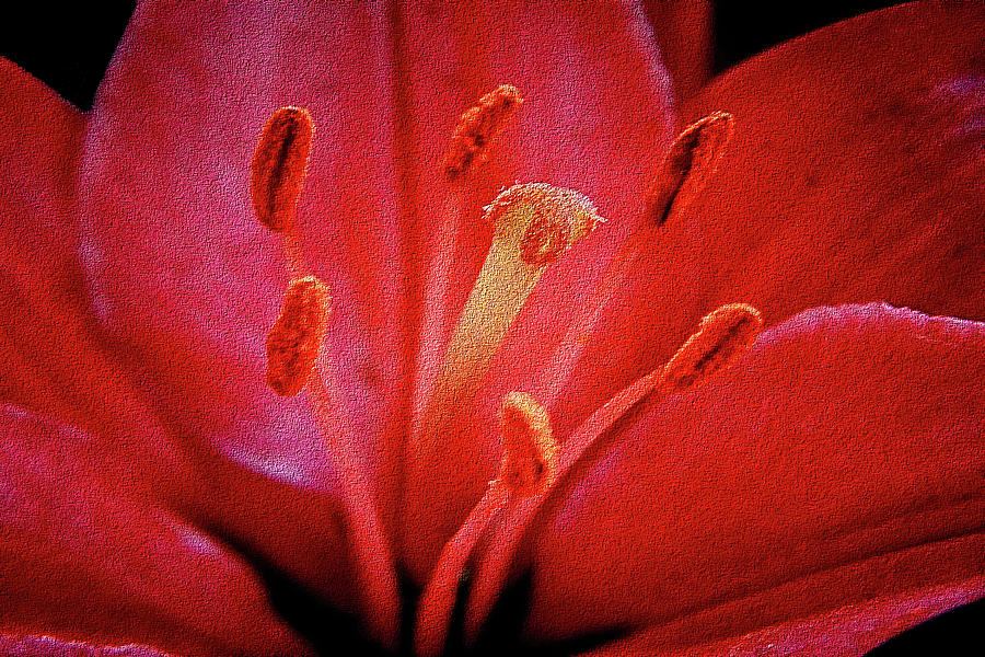 Petals and Stamen Photograph by Anthony M Davis