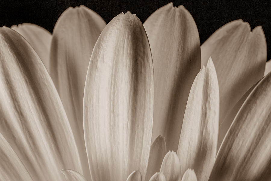 Petals in Sepia Photograph by Bj S