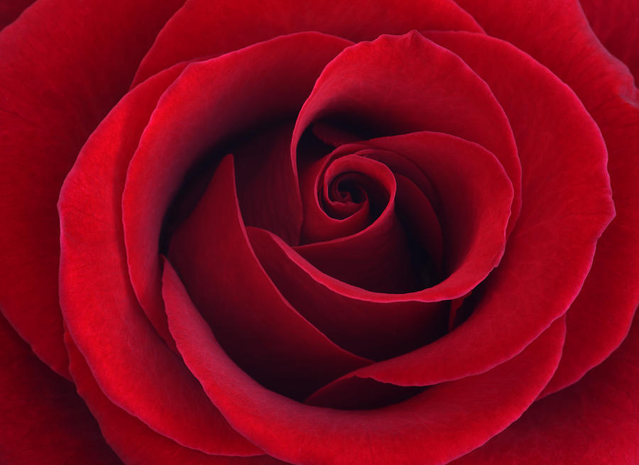 Petals in whirl at center of deep red rose. Photograph by Rosemary Calvert