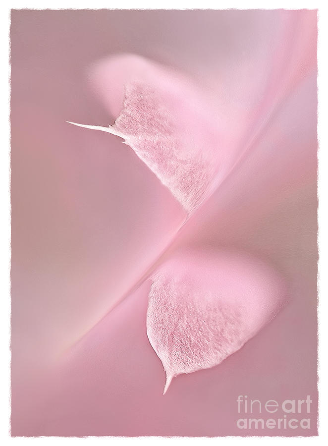 Fantastic CYCLAMEN petals charm real MACRO image abstract soft impressionistic minimalist Photograph by Tatiana Bogracheva