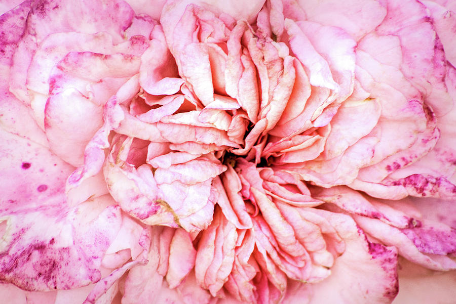 Petals of a Pink Rose Photograph by Don Johnson