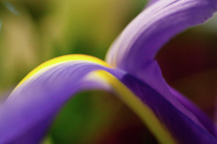 Petals of an iris Photograph by Sharon Wilkinson