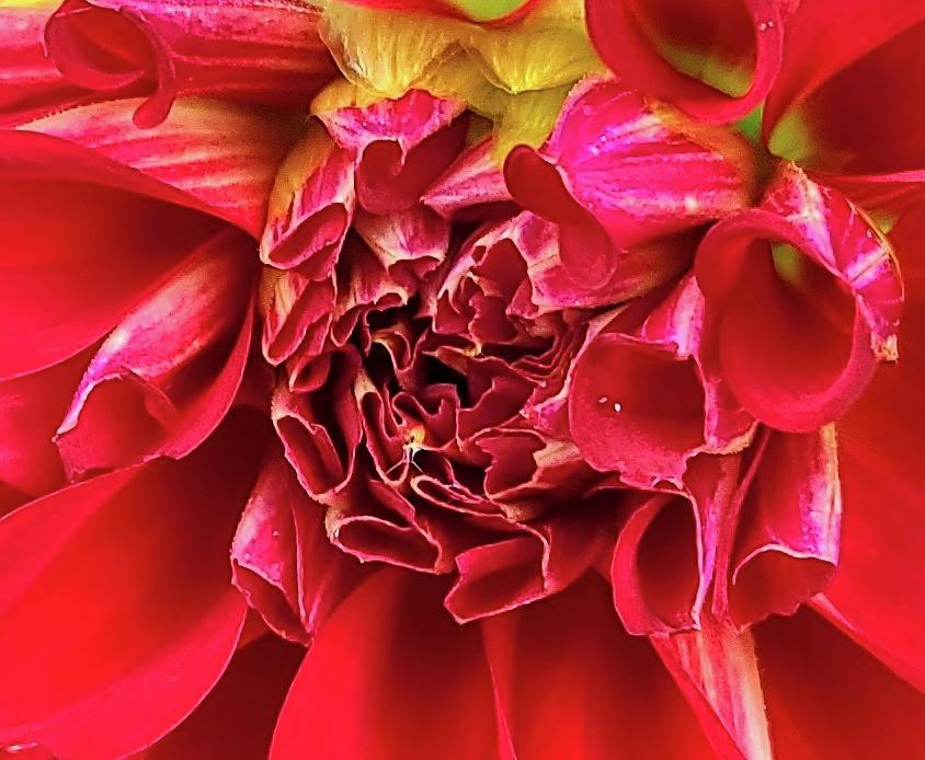 Petals of red Photograph by Kim Galluzzo