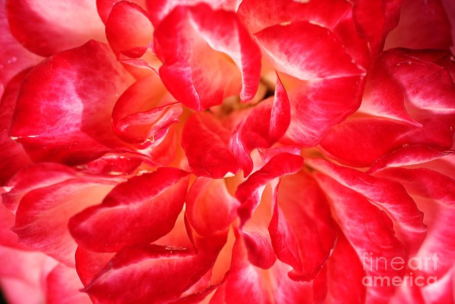Petals Of Rose Photograph by Joy Watson