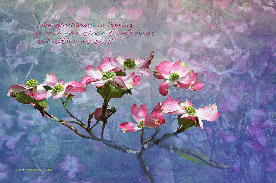 Petals on a Tree with Haiku Photograph by Paul Giglia