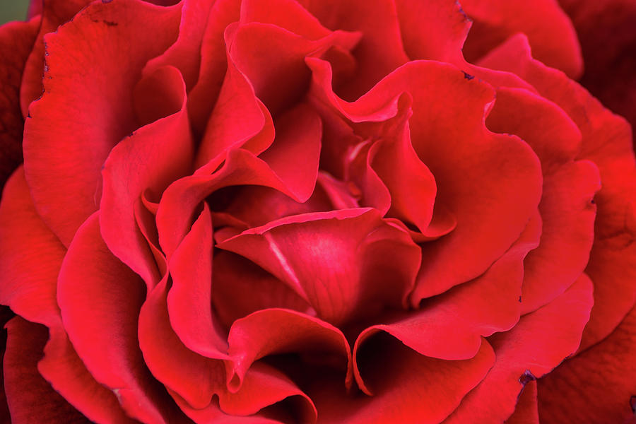 Petals-Red Rose Photograph by Don Johnson